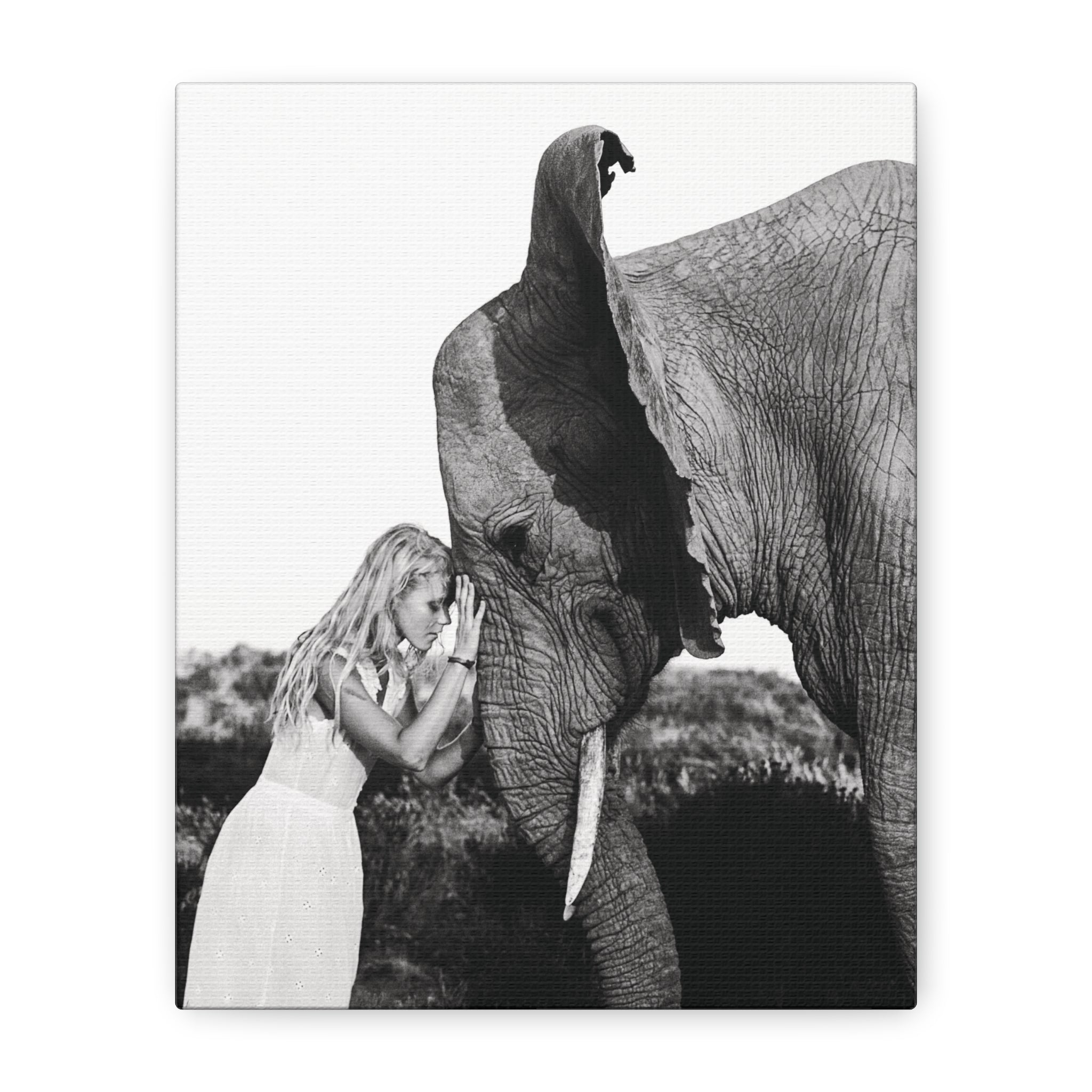 Republic of Venus™ black and white elephant portrait canvas